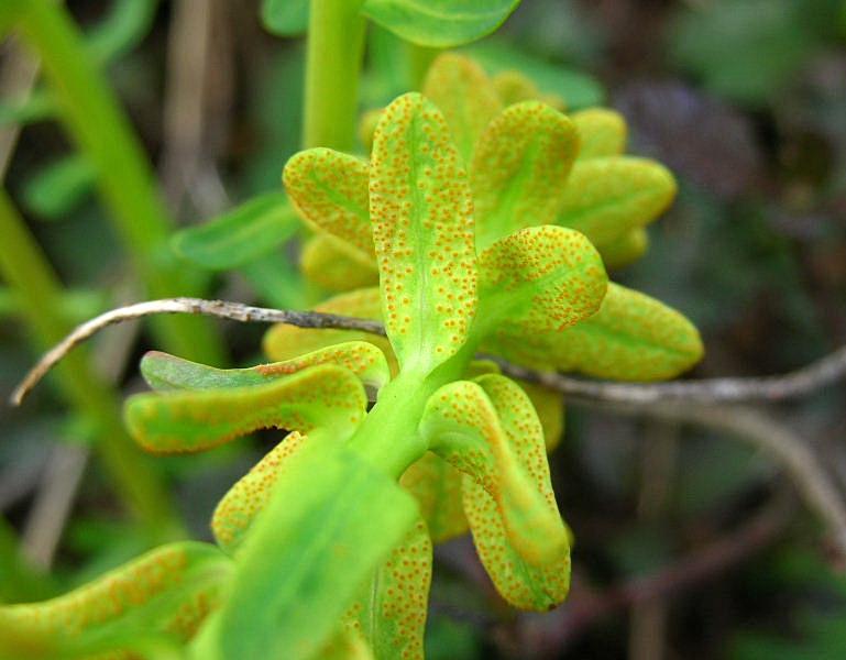 Euphorbia cyparissias / Euforbia cipressina